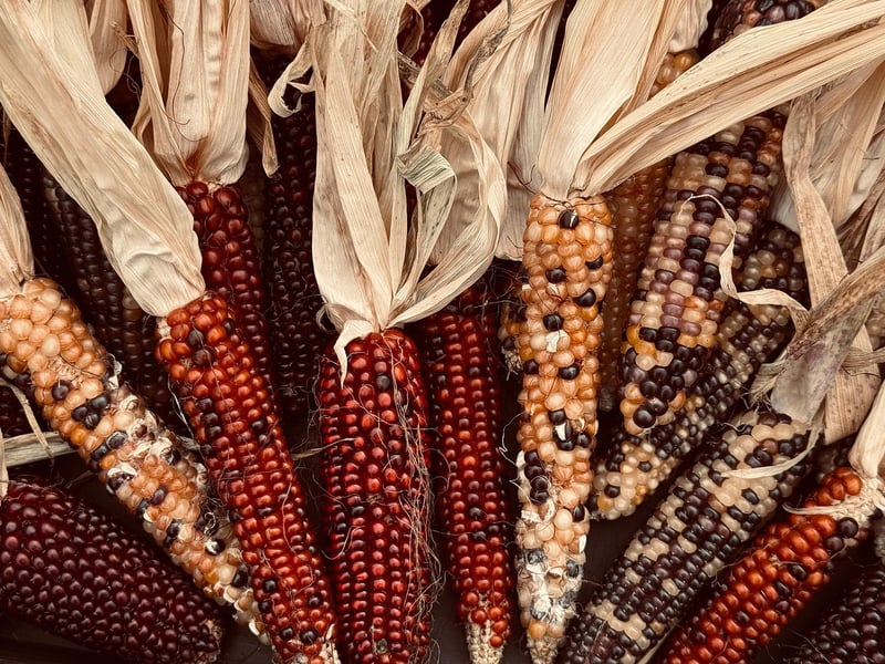 Fantasy Harvest
