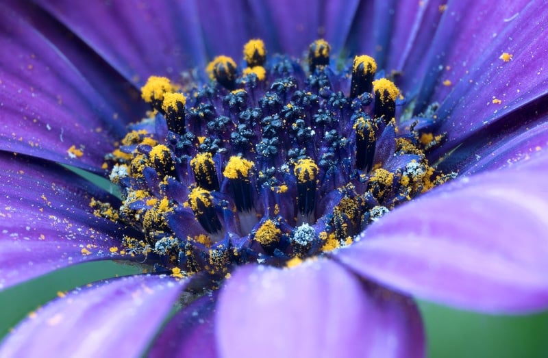 Floral Arrangement