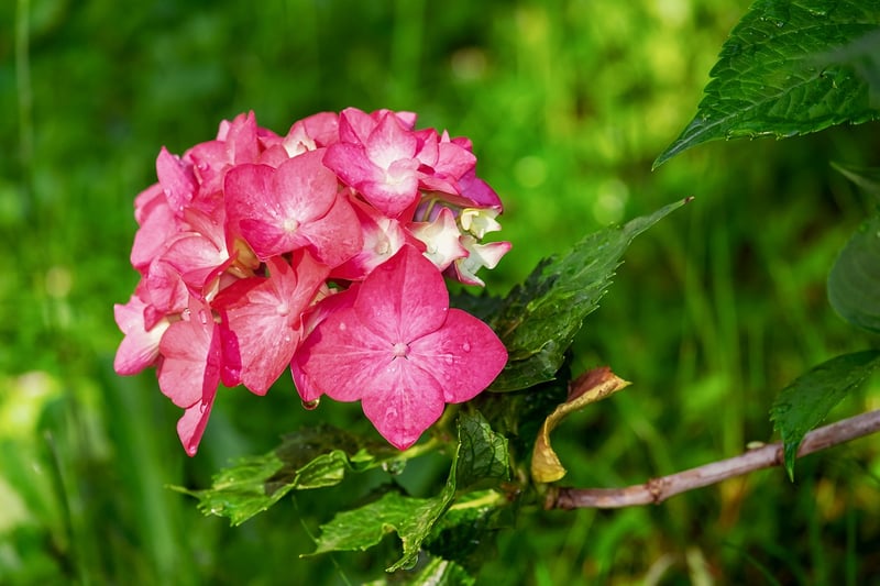 Hydrangea Flowers